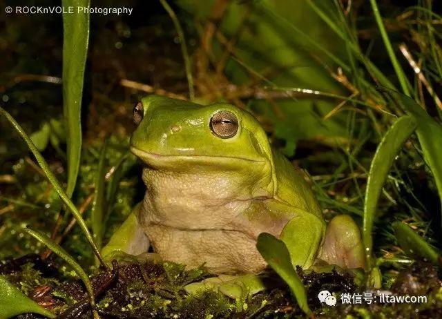 最“老态龙钟”的蛙类-老爷树蛙