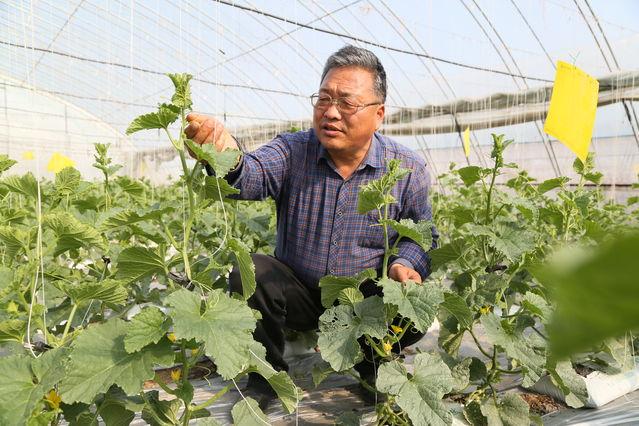 河南种甘蔗一亩地能产多少斤_河南种植甘蔗视频_河南甘蔗种植致富