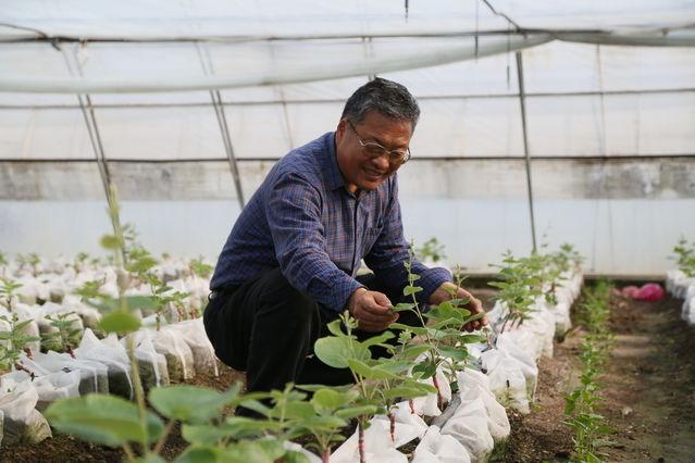 河南种甘蔗一亩地能产多少斤_河南甘蔗种植致富_河南种植甘蔗视频