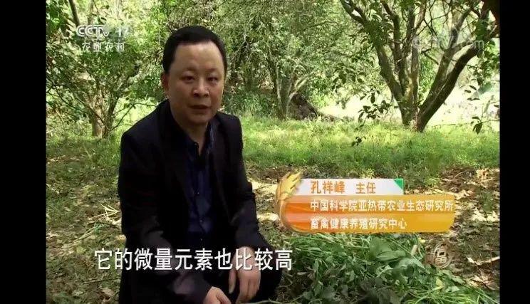 “环江香猪”登上中央电视台