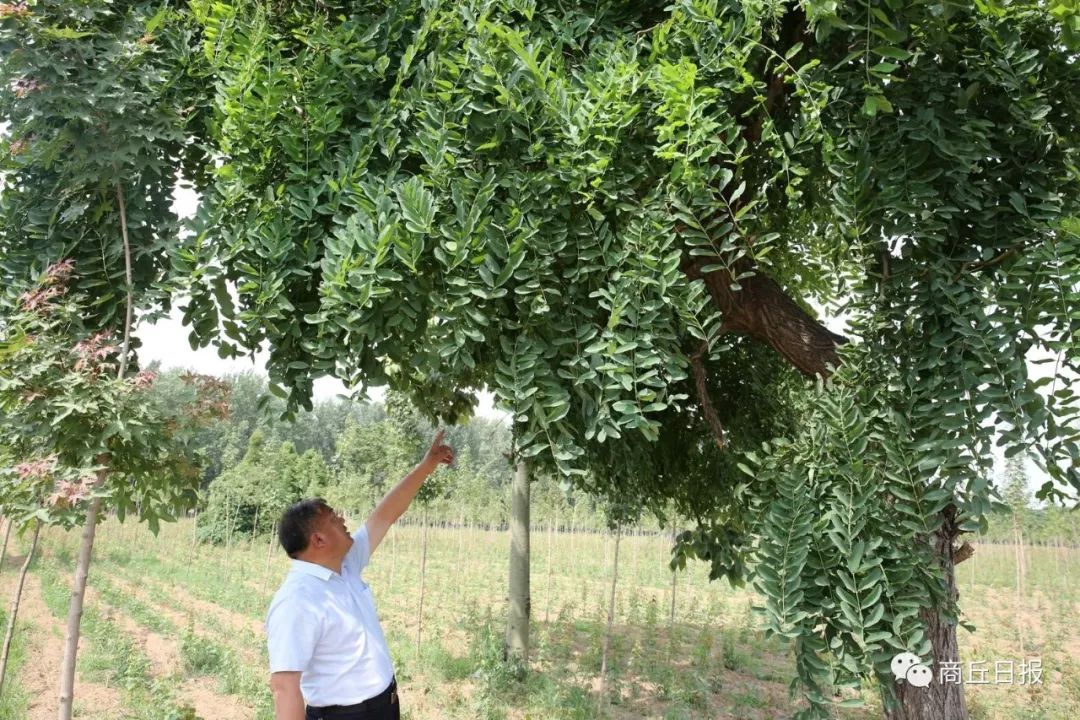 大棚种植致富新路_大棚种植致富事迹_大棚致富项目