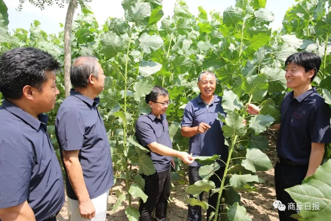 大棚种植致富新路_大棚种植致富事迹_大棚致富项目