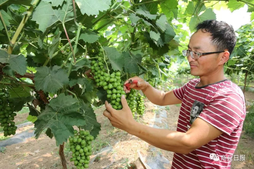 大棚种植致富事迹_大棚致富项目_大棚种植致富新路