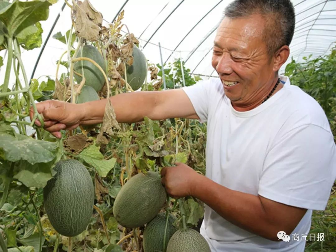 大棚种植致富事迹_大棚种植致富新路_大棚致富项目