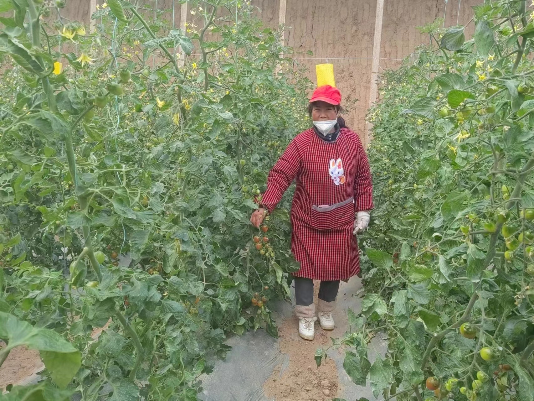 大棚种植致富新路_大棚致富项目_致富经大棚种菜技术