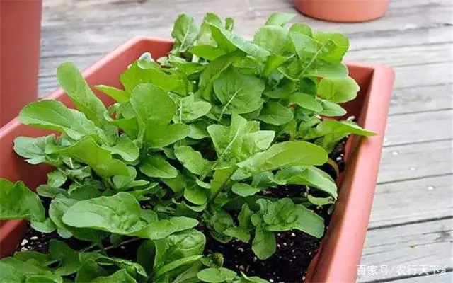 芝麻菜的种植方式和步骤，掌握这些内容，让你也能轻松种植