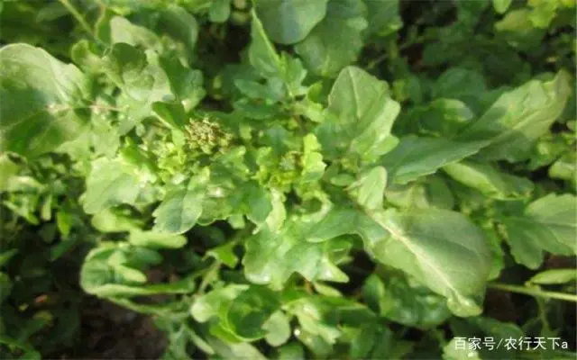 芝麻种植致富视频_巧种芝麻致富_芝麻种植视频农广天地