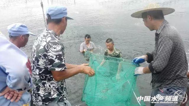 养殖大虾技术要求_大虾养殖技术_养殖大虾技术视频