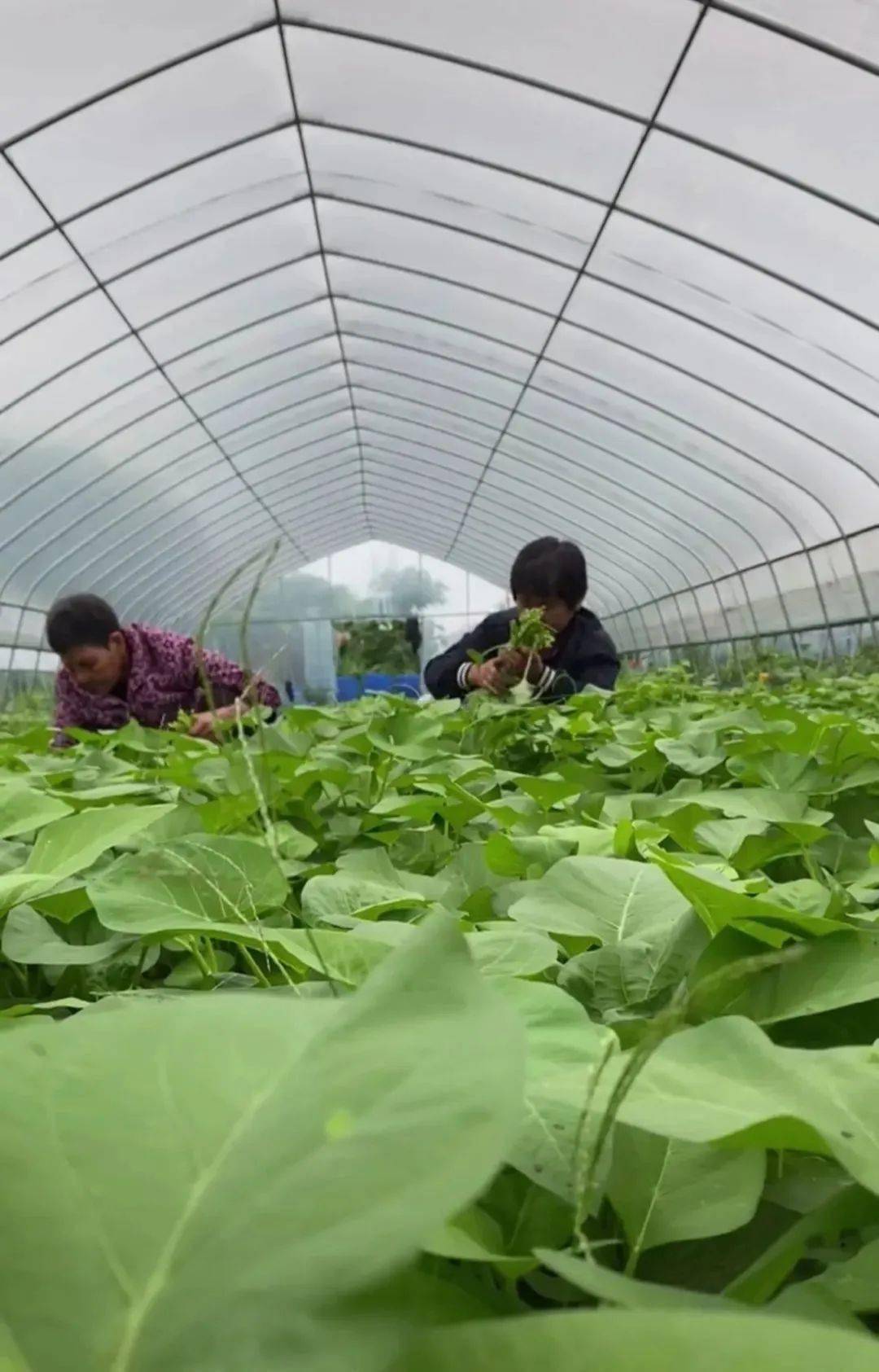 大棚种植致富新路_种植大棚带领村民致富_大棚里的致富经