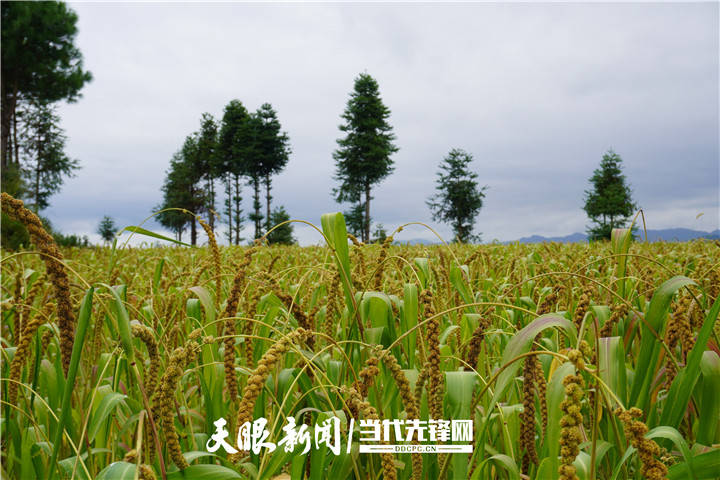 昔日饱口腹 今日可致富——黄平小米：旧时主粮而今摇身变特色产业