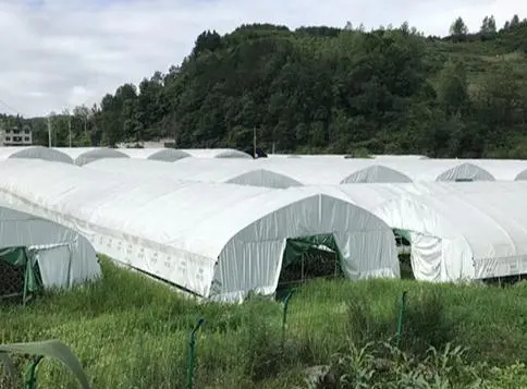 野生蘑菇种植技术_种植蘑菇技术_蘑菇种植技术视频教程