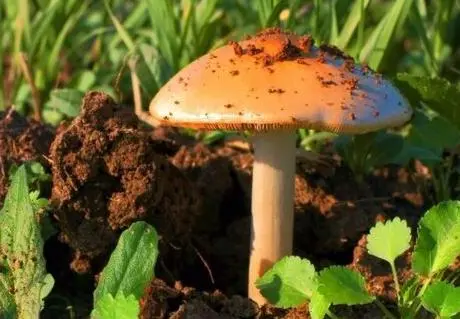 野生蘑菇种植技术_种植蘑菇技术_蘑菇种植技术视频教程