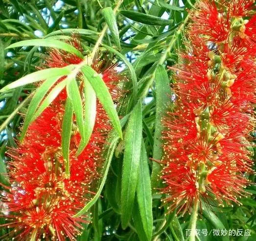 红千层种植技术_千层红树怎么种植_种植千层红技术要点