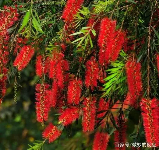 种植千层红技术要点_红千层种植技术_千层红树怎么种植