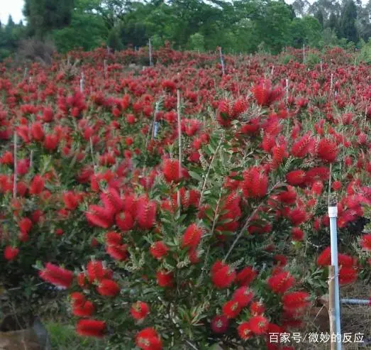 种植千层红技术要点_红千层种植技术_千层红树怎么种植