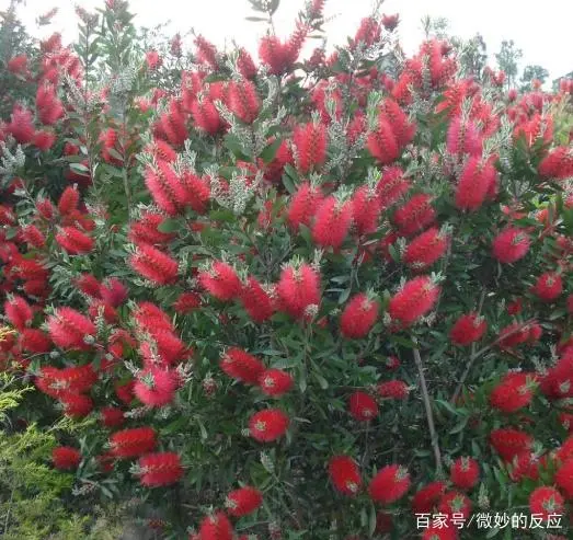 千层红树怎么种植_红千层种植技术_种植千层红技术要点