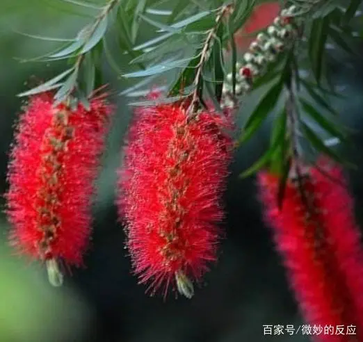 千层红树怎么种植_种植千层红技术要点_红千层种植技术