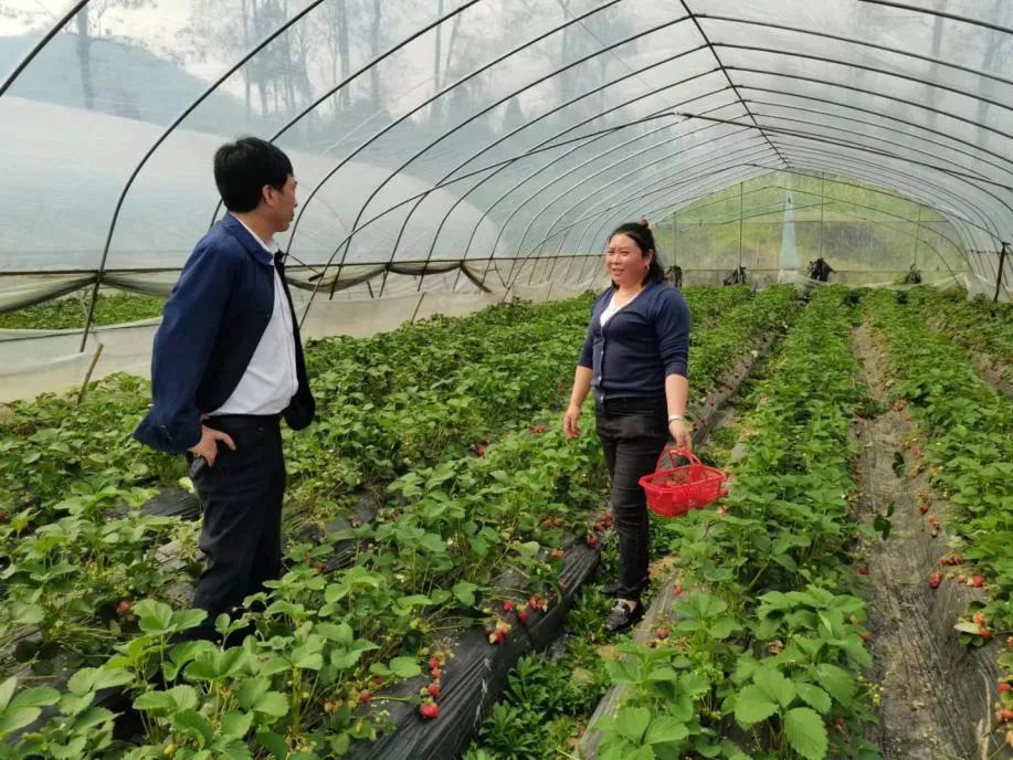 大棚种植致富新路_大棚种植致富事迹_大棚致富项目