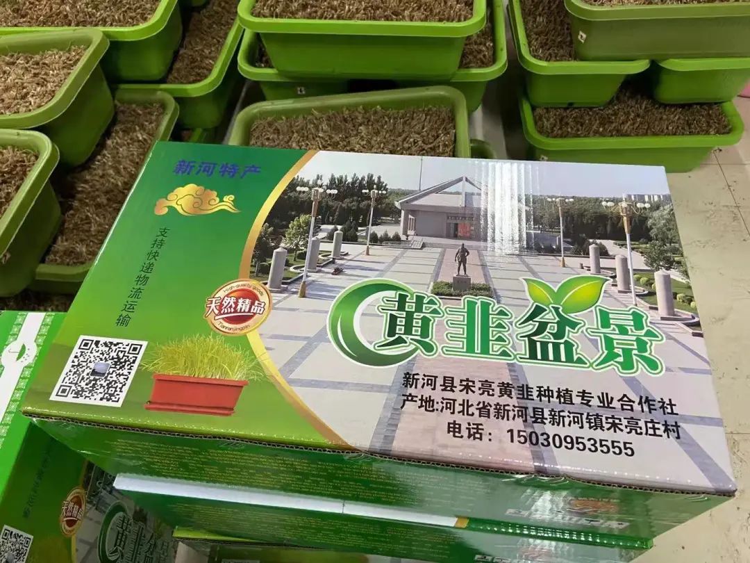 大棚种植致富新路_种植大棚带领村民致富_大棚里的致富经