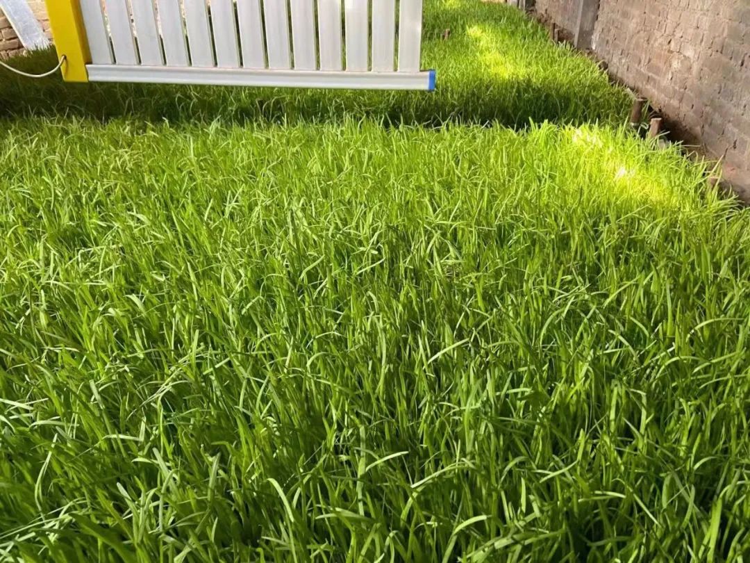 种植大棚带领村民致富_大棚种植致富新路_大棚里的致富经