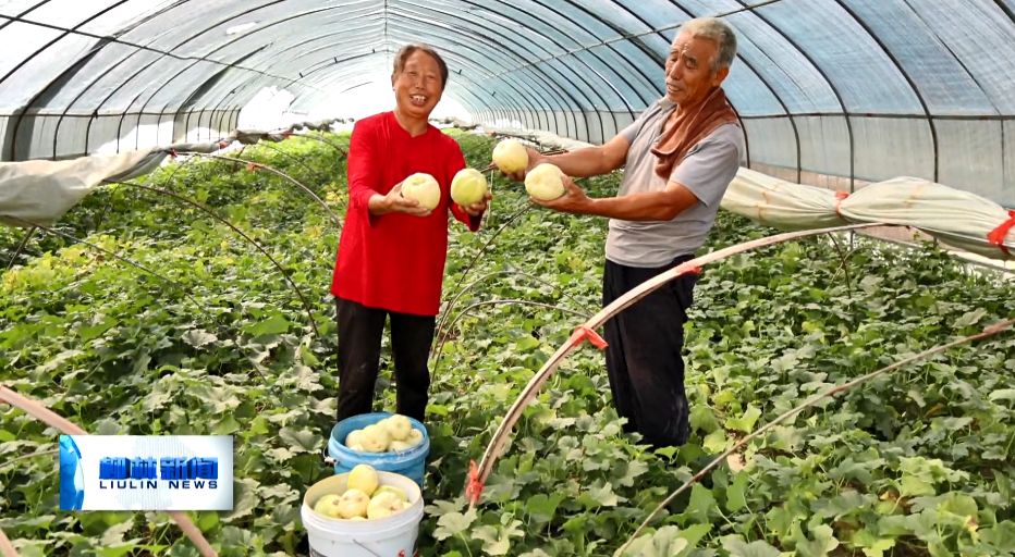 大棚种植致富新路_致富经大棚种菜技术_大棚种植致富事迹