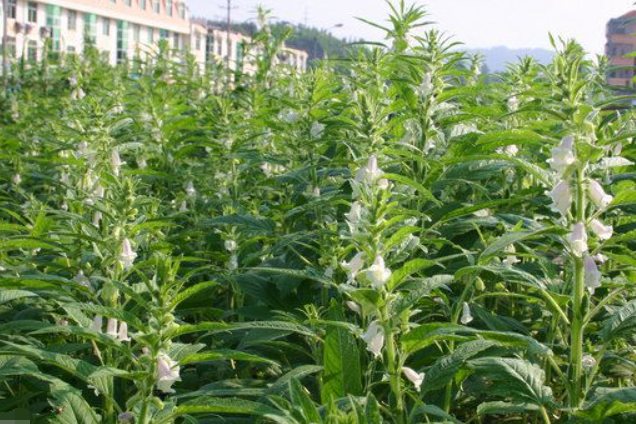 芝麻种植致富视频_芝麻种植成本及利润_种芝麻的视频