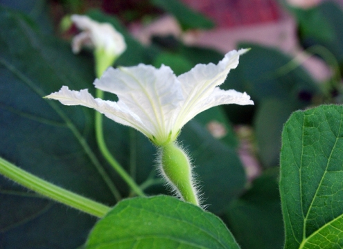 葫芦种植资料技术要点_葫芦种植技术资料_葫芦种植资料技术要求