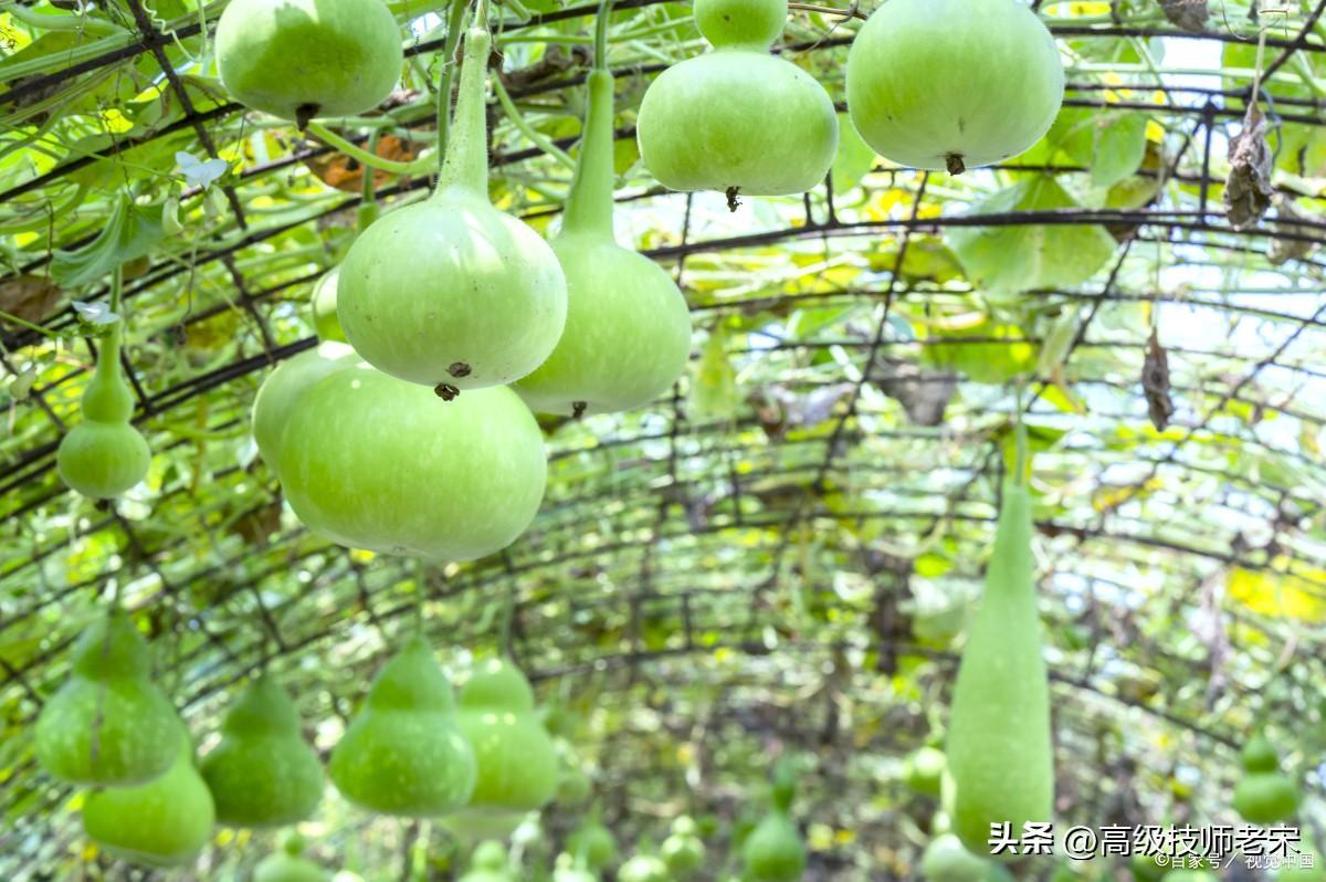 葫芦种植技术资料_葫芦的种植_葫芦种植资料技术与管理