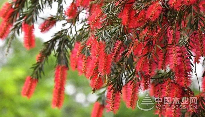 红千层种植技术_千层红的养殖方法_红千层种植方法