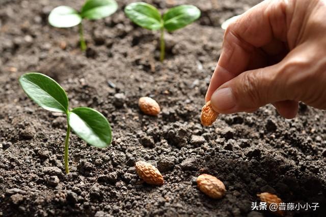 葫芦的种植_葫芦种植技术_葫芦种植技术资料