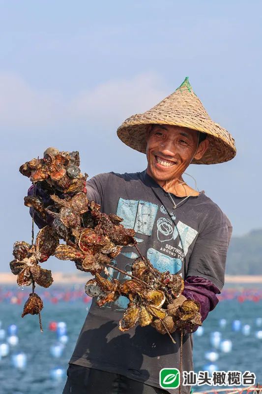 海鲜鱼养殖技术_海鲜养殖鱼技术培训_海鲜养殖技术指导