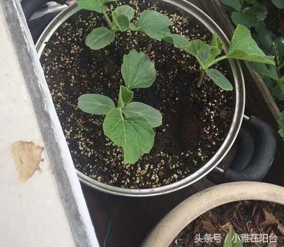 葫芦种植技术资料_葫芦种植资料技术要点_葫芦种植技术