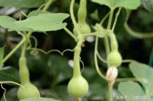 葫芦种植技术_葫芦种植资料技术要点_葫芦种植技术资料