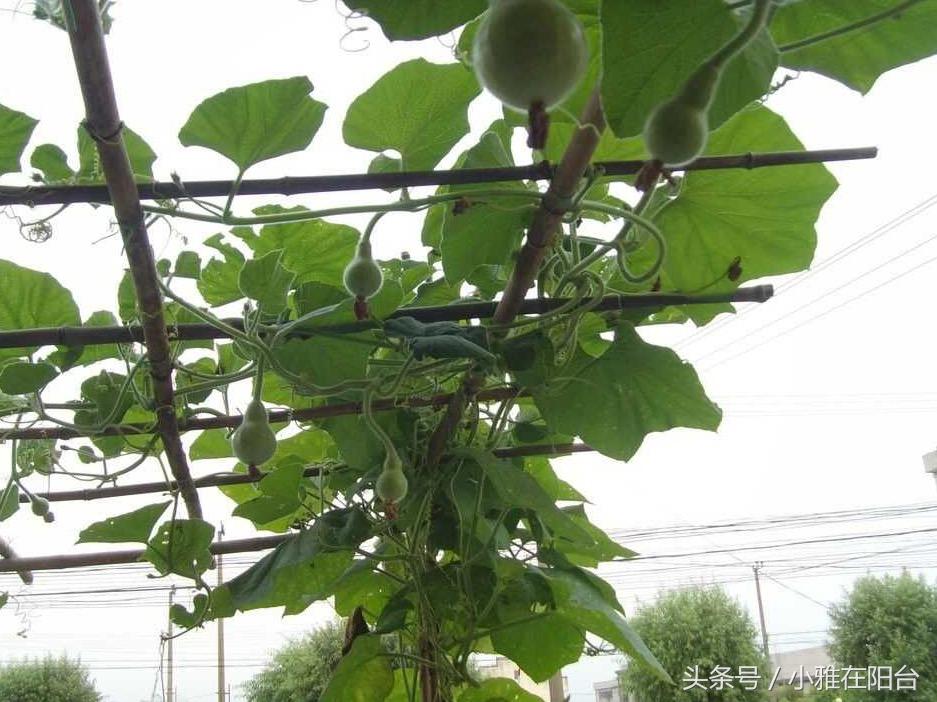 葫芦种植技术资料_葫芦种植资料技术要点_葫芦种植技术