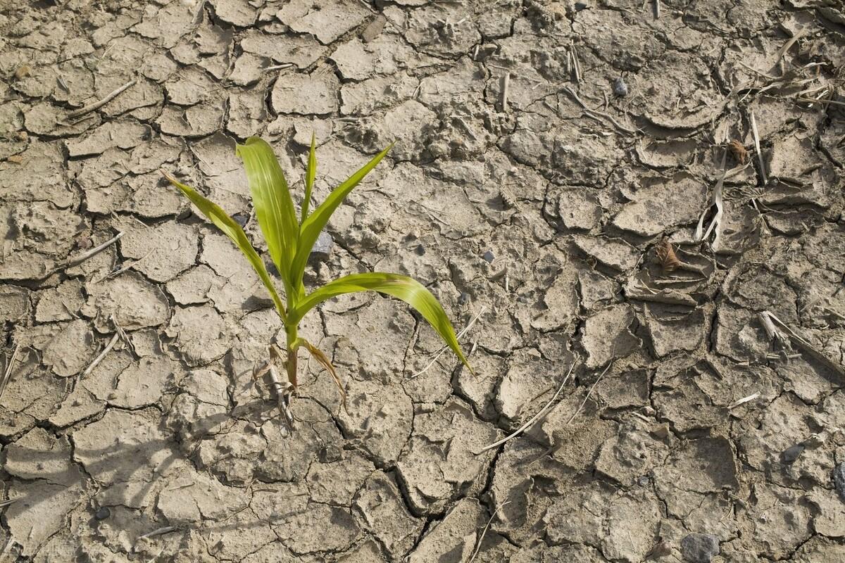 大虾的养殖方法和技术_大虾养殖技术_大虾养殖视频教程