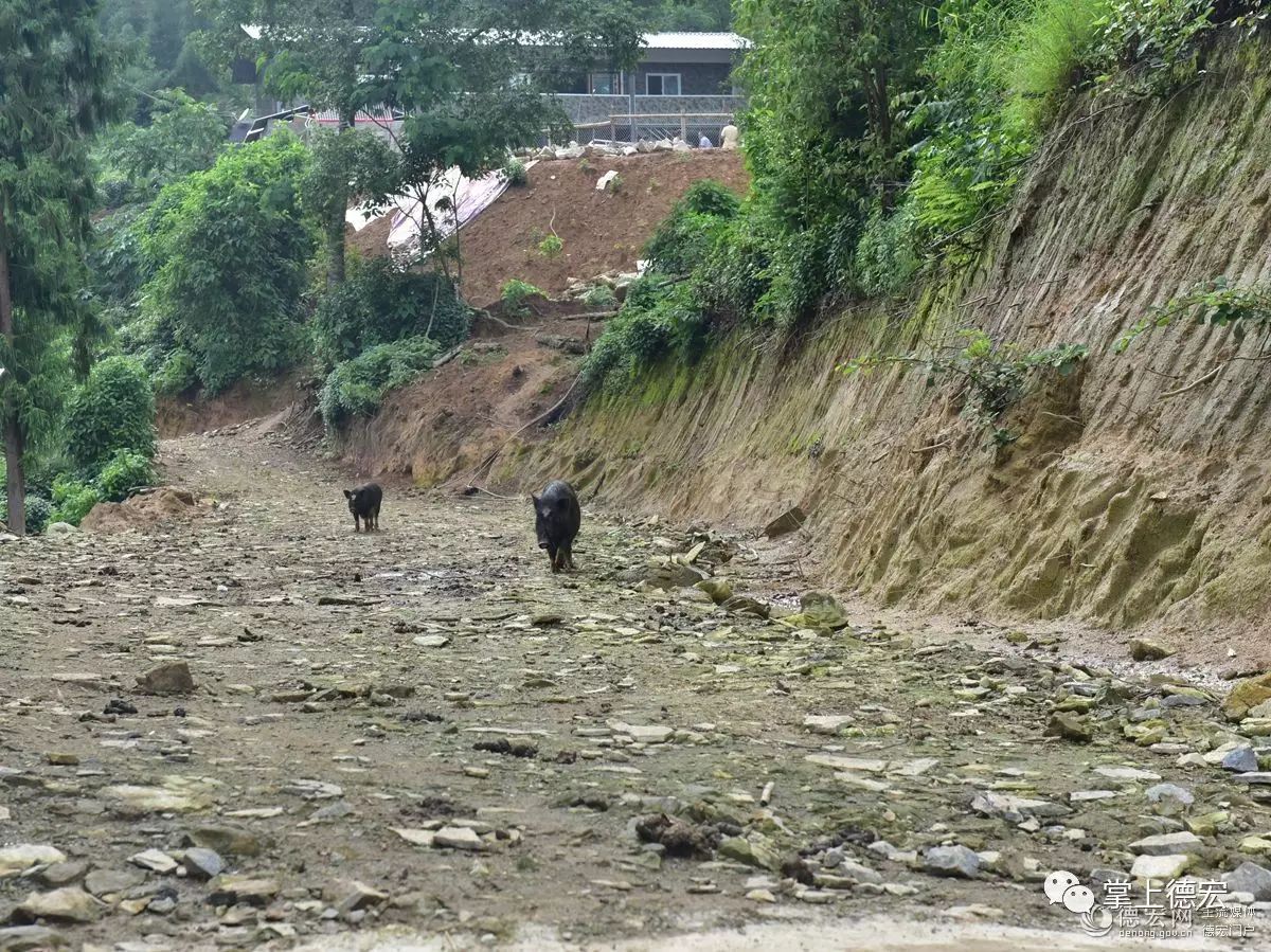 【砥砺奋进的五年】盈江青年民兵致富领头人沙忠林的致富经