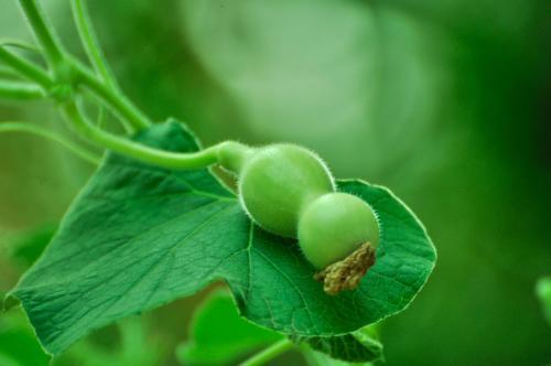 葫芦种植技术_葫芦种植技术资料_葫芦种植资料技术要点