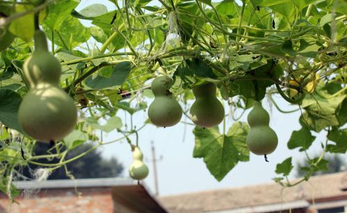 葫芦种植技术_葫芦种植资料技术要点_葫芦种植技术资料