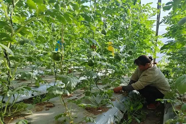 沙葱大棚种植技术_大棚种植技术沙葱视频_种植沙葱视频