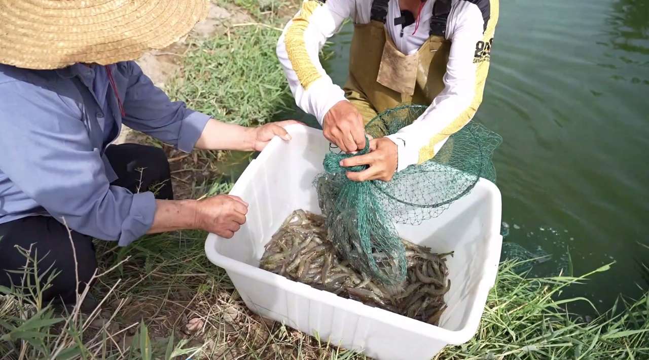 海鲜养殖鱼技术视频_海鲜养殖鱼技术视频教程_海鲜鱼养殖技术