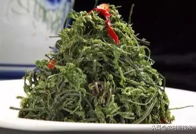 种植沙葱视频_沙葱大棚种植技术_大棚种植技术沙葱视频