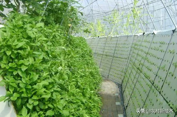 沙葱大棚种植技术_种植沙葱视频_大棚种植技术沙葱视频