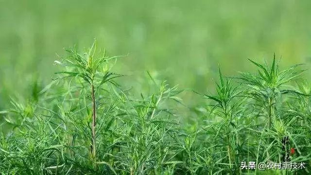 种植沙葱视频_大棚种植技术沙葱视频_沙葱大棚种植技术