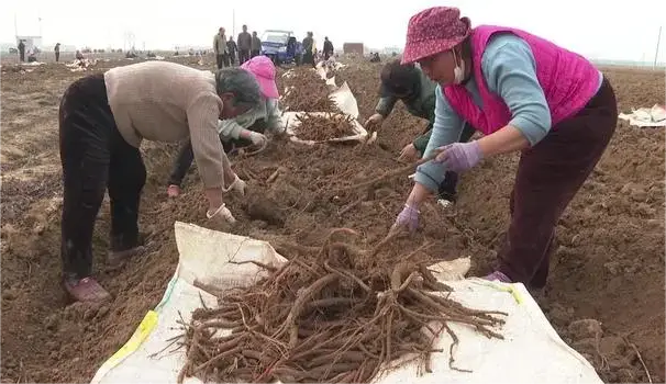 致富经丹参_丹参致富经_丹参效益怎么样