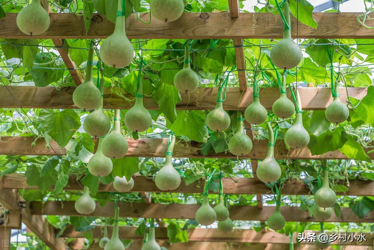 葫芦种植资料技术与管理_葫芦种植技术资料_葫芦种植技术