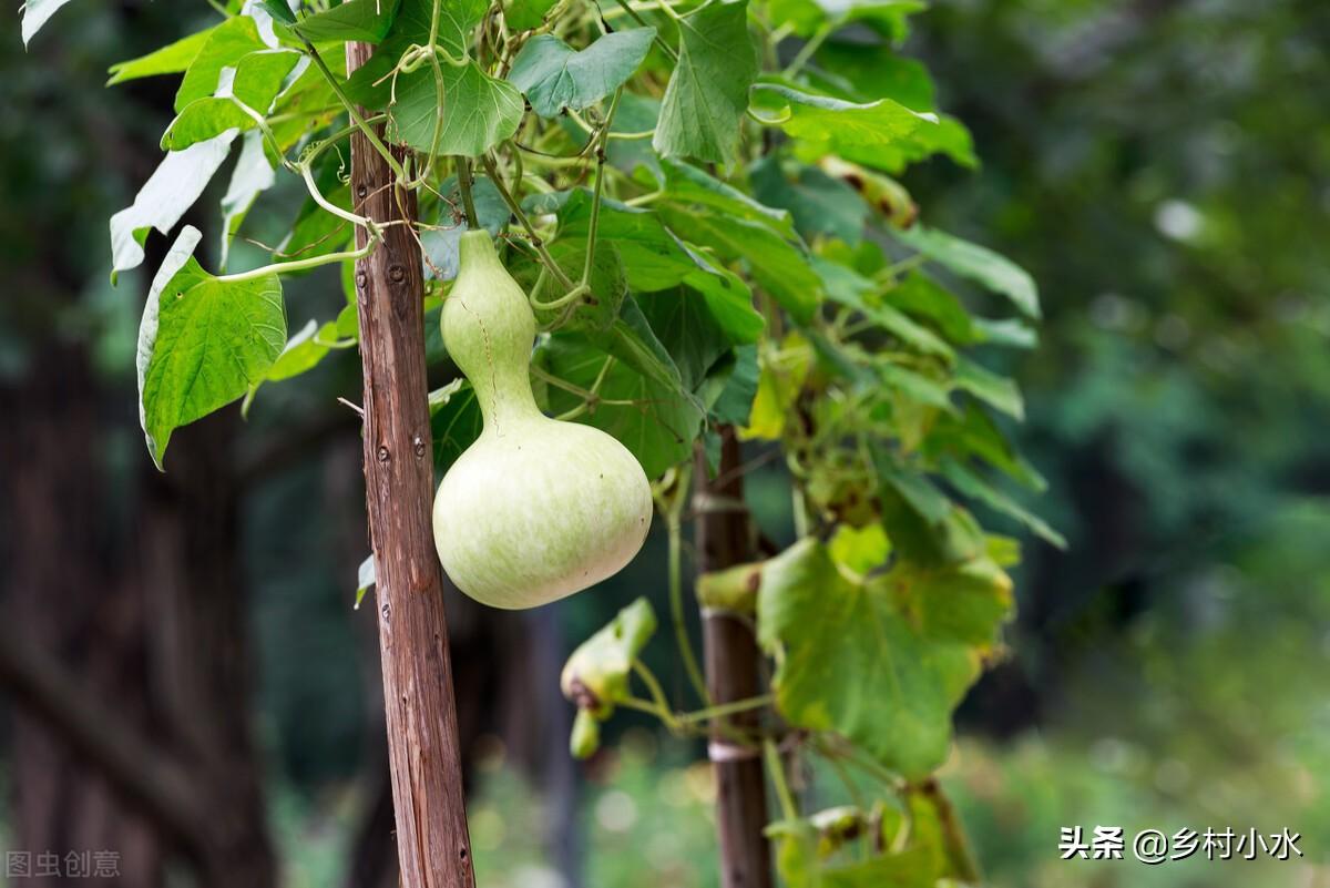 葫芦种植资料技术与管理_葫芦种植技术_葫芦种植技术资料