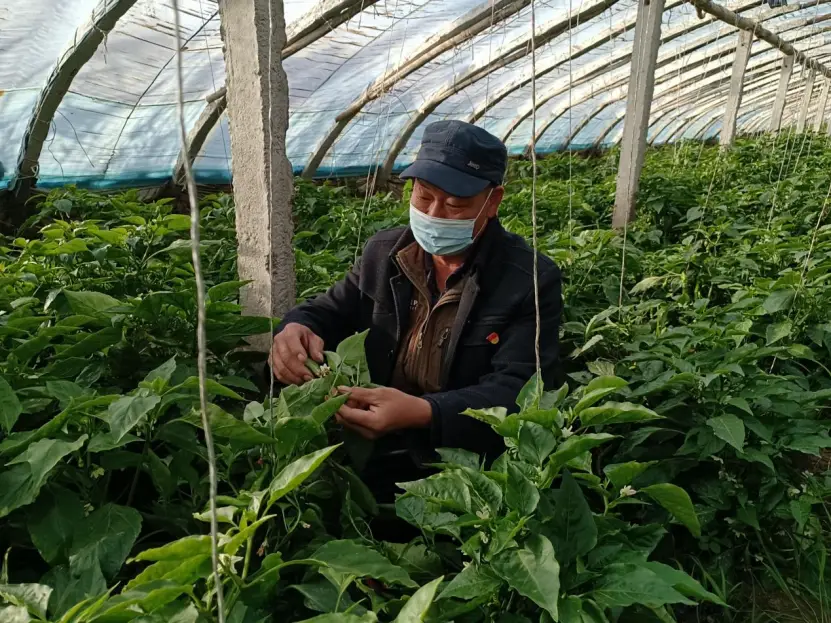 种植蔬菜大棚前景如何_大棚种植致富蔬菜_致富蔬菜大棚种植视频