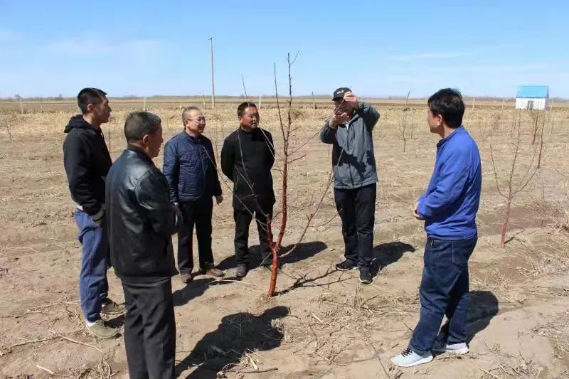 龙丰果种植技术_龙丰果亩产量_龙丰果树苗