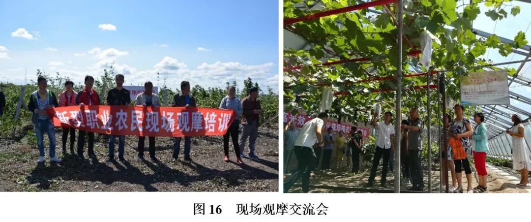 龙丰果种植技术_龙丰果树的栽培及管理_龙丰果栽培技术