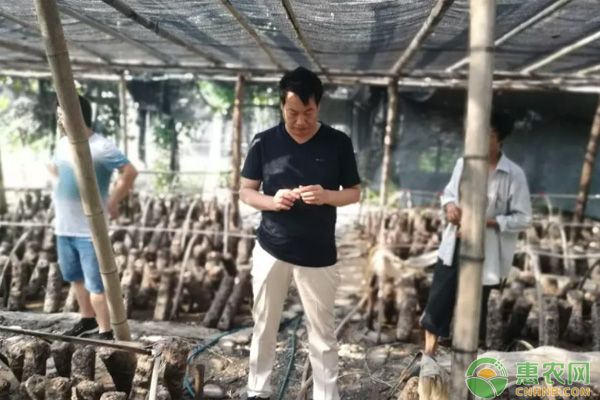 香菇种植效益_致富香菇种植基地在哪_致富经香菇的种植